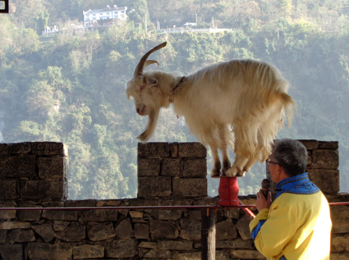 三峽人家-動(dòng)物表演