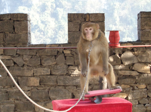 三峽人家猴子